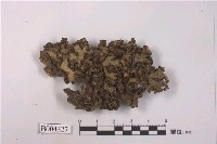 藏品(臺灣地錢)的圖片